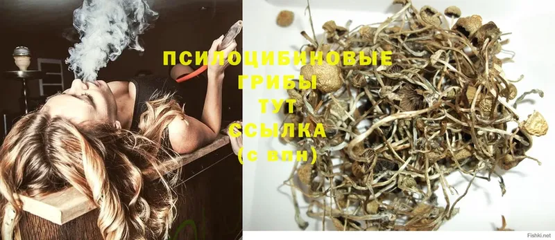 Псилоцибиновые грибы Magic Shrooms Гусиноозёрск