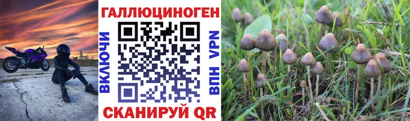 Галлюциногенные грибы Psilocybine cubensis  Гусиноозёрск 